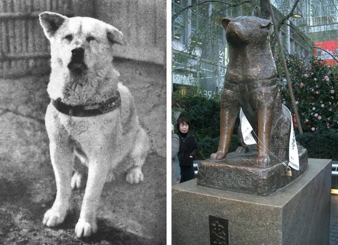 Хатико: редкие фотографии самой верной собаки в мире: