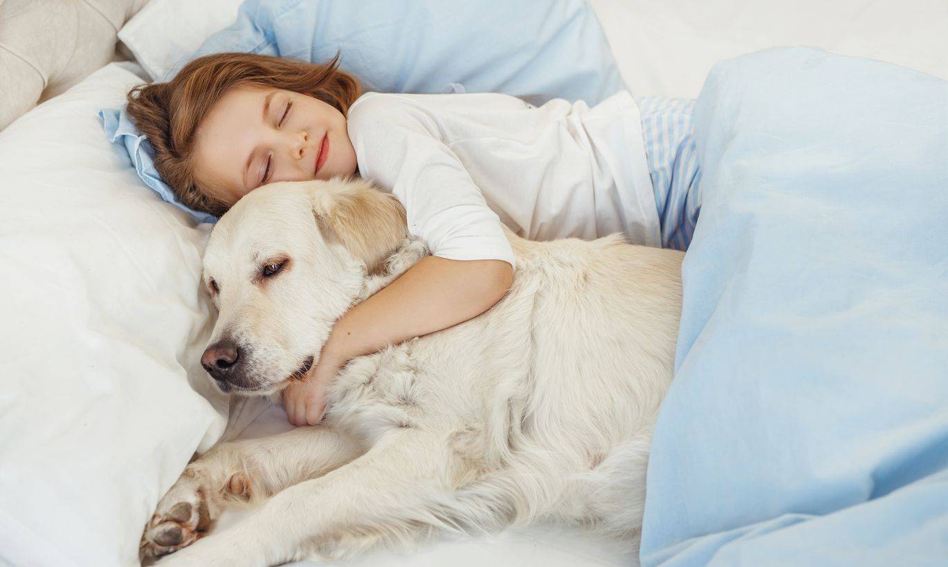 Разрешать ли собаке спать на кровати - решать хозяевам