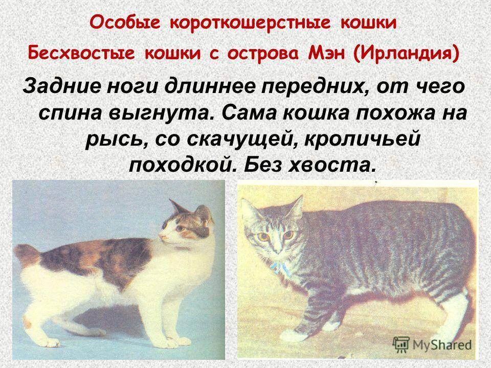 Бобтейлы-бесхвостые породы кошек, все виды с фото