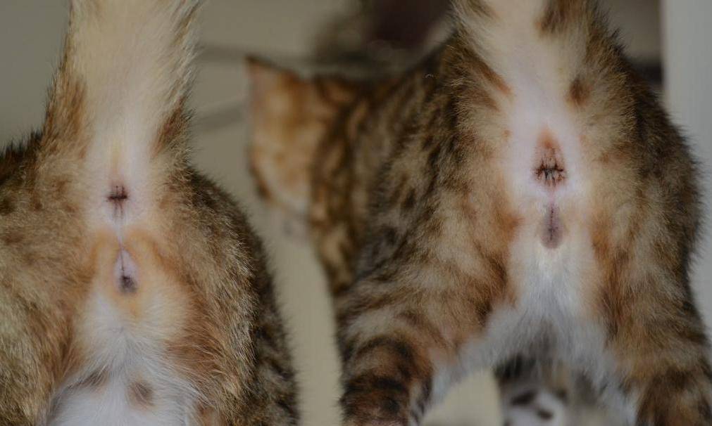 Как отличить кота от кошки, определить пол котенка: фото и видео