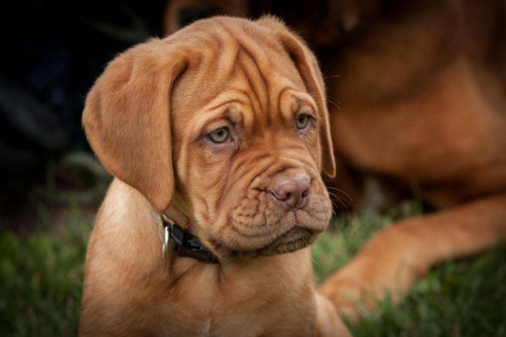 Бордоский дог ????: описание породы, характер, содержание и уход, фото собаки