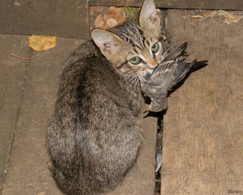 Кошки-крысоловы: лучшие породы | фото, какие коты ловят мышей и крыс