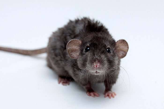 Виды и породы декоративных крыс, фото и описание пород крыс