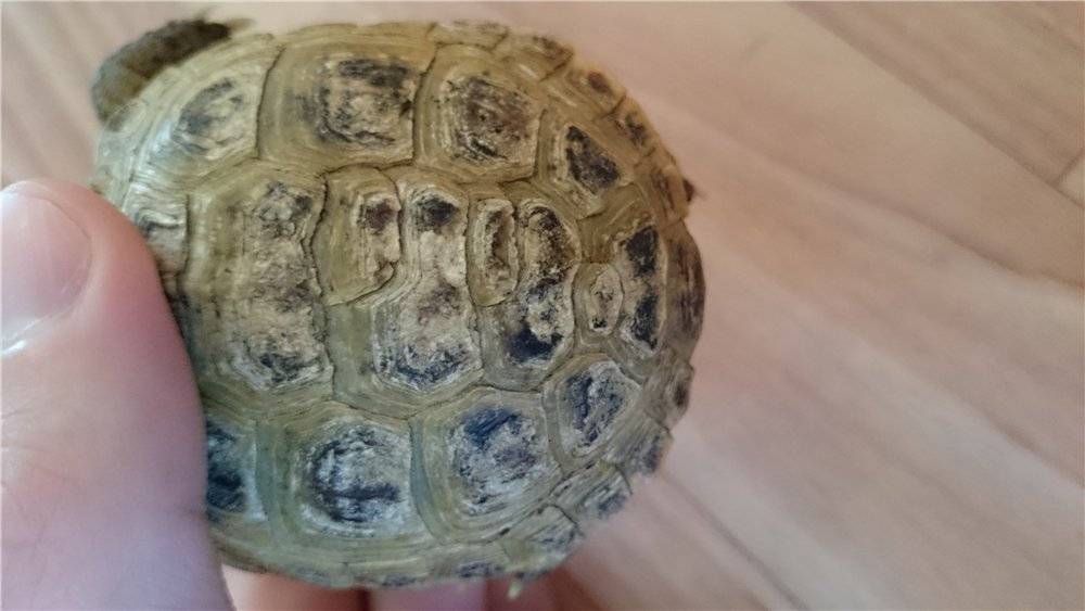 Среднеазиатская черепаха: фото, описание содержания, ухода