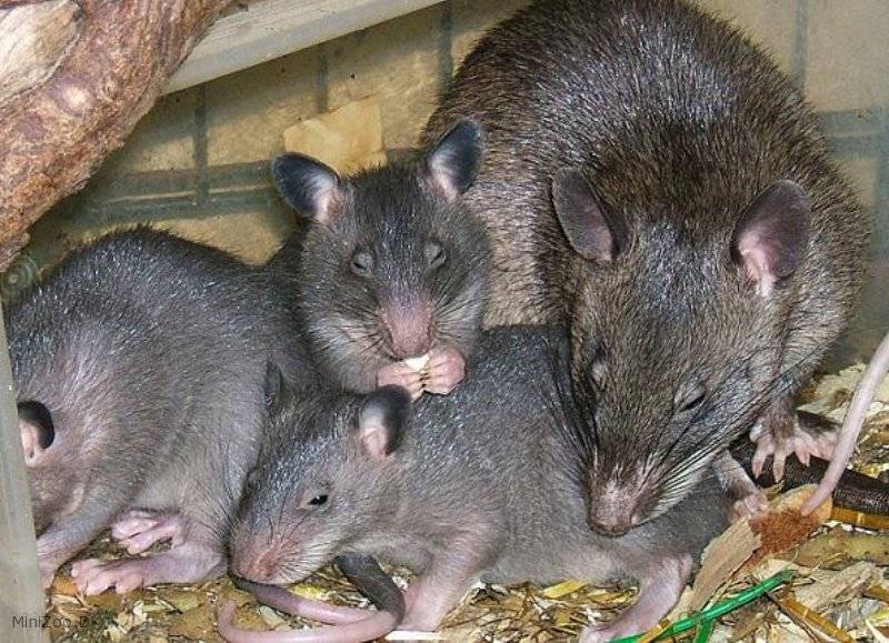 Гамбийская хомяковая крыса - групповой грызун