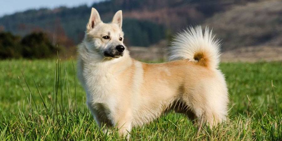 Норвежский бухунд (норвежская лайка) — описание породы собак