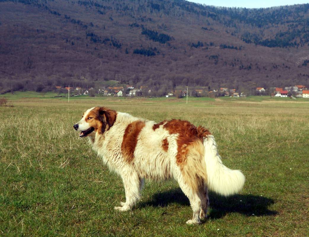 Йоркширский терьер: плюсы и минусы породы, внешний вид, характер собак и особенности ухода + отзывы владельцев о питомцах