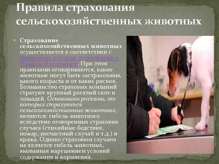Особенности страхования домашних животных в германии