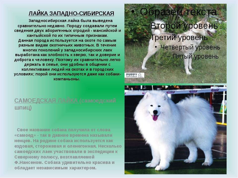 17 шлеек для собак разных пород, названия с фото и описаниями