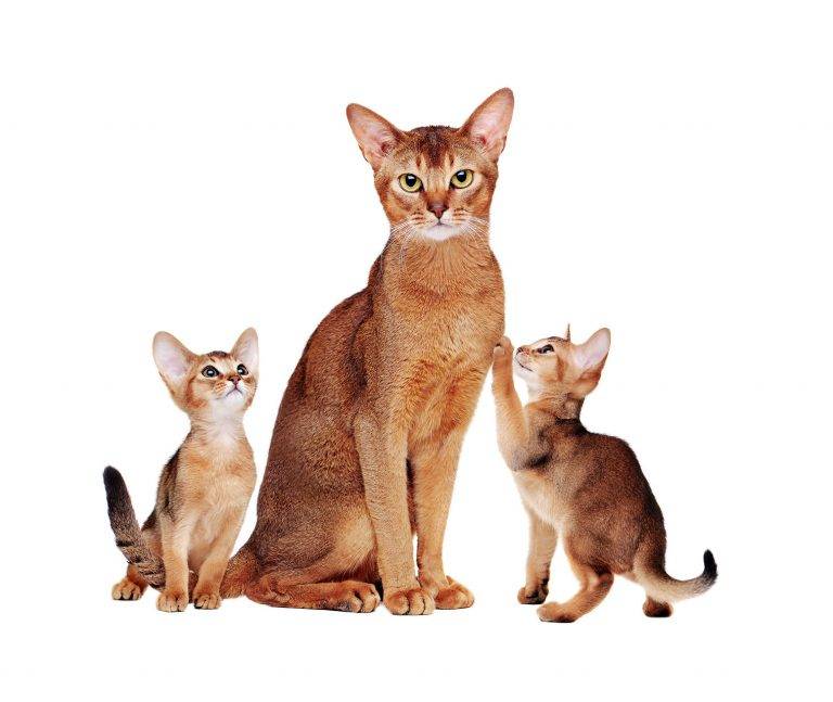 Внешность и характер абиссинской кошки, стандарты породы