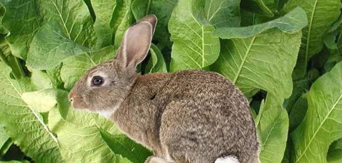 Какую траву можно и нельзя давать кроликам в свежем виде — познаем суть