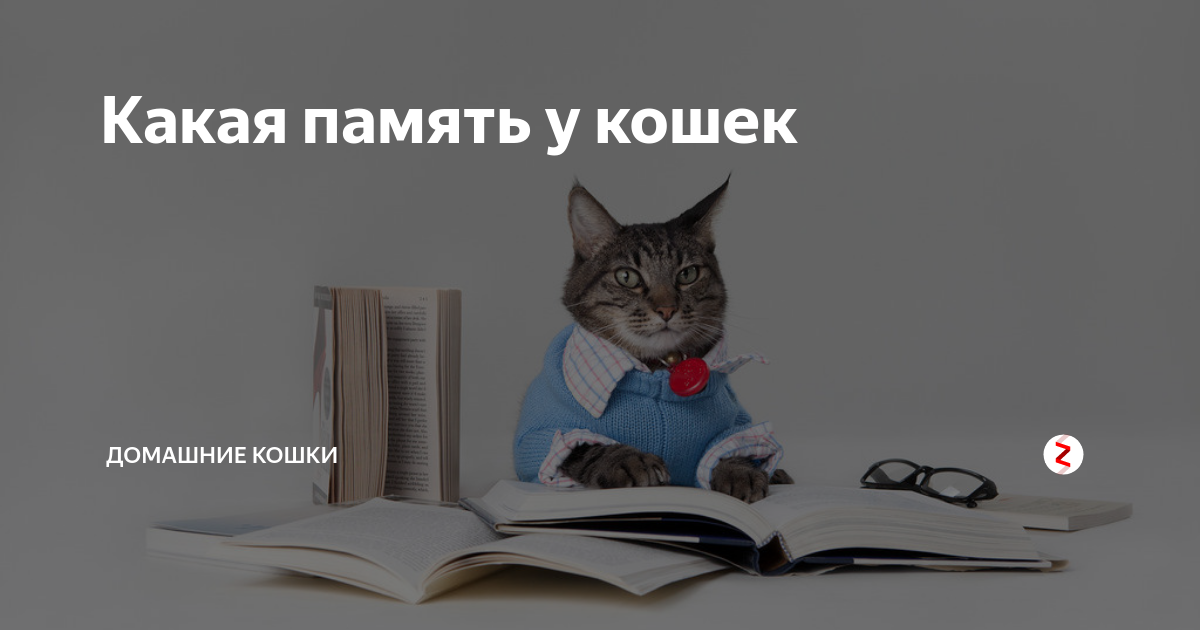 ᐉ память у кошек: есть ли она, какая и сколько длится - kcc-zoo.ru
