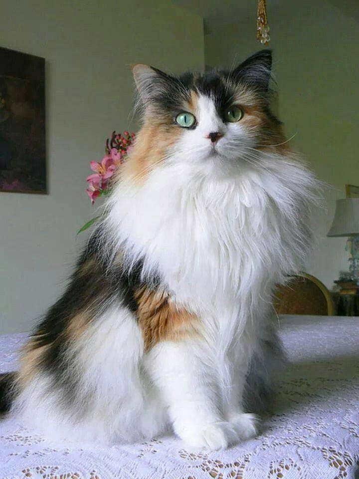 Разновидности персидской длинношерстной кошки