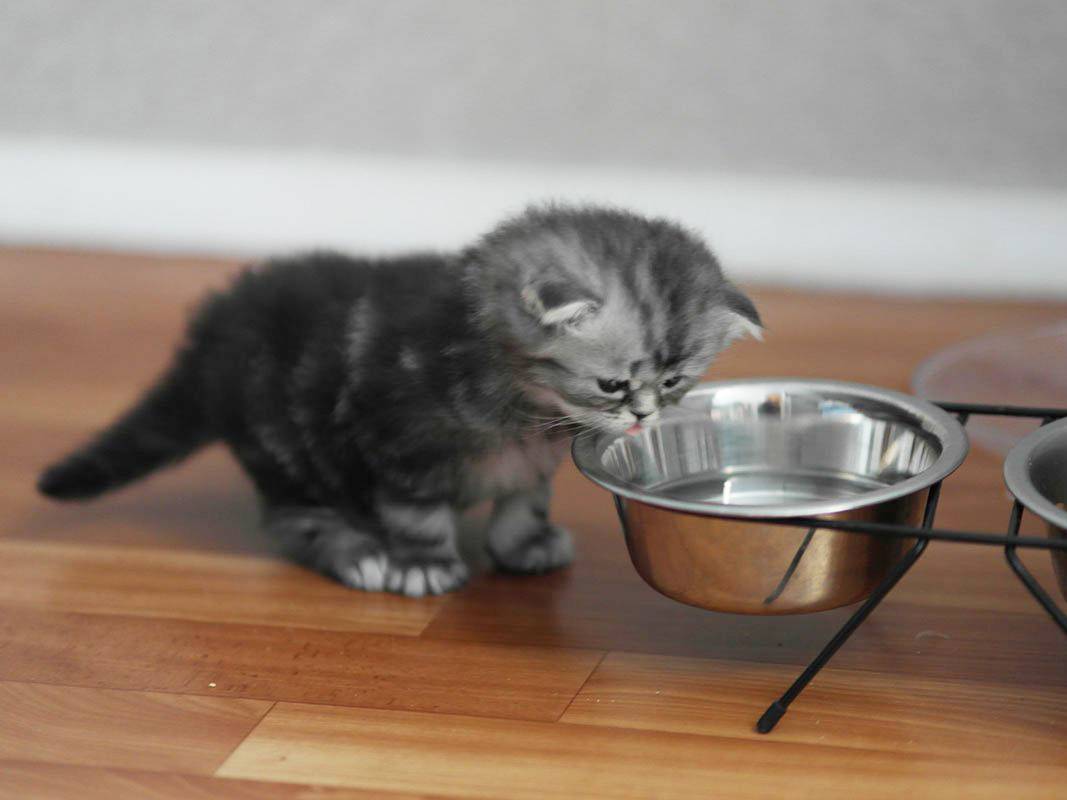 Как научить котенка кушать из миски