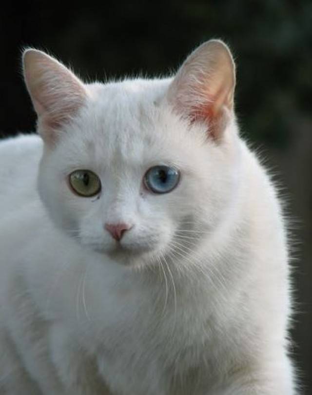 Белая кошка в доме: особенности, характер и уход
