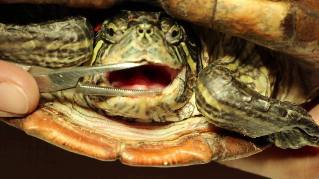 Черепаха не открывает глаза: причины и последствия