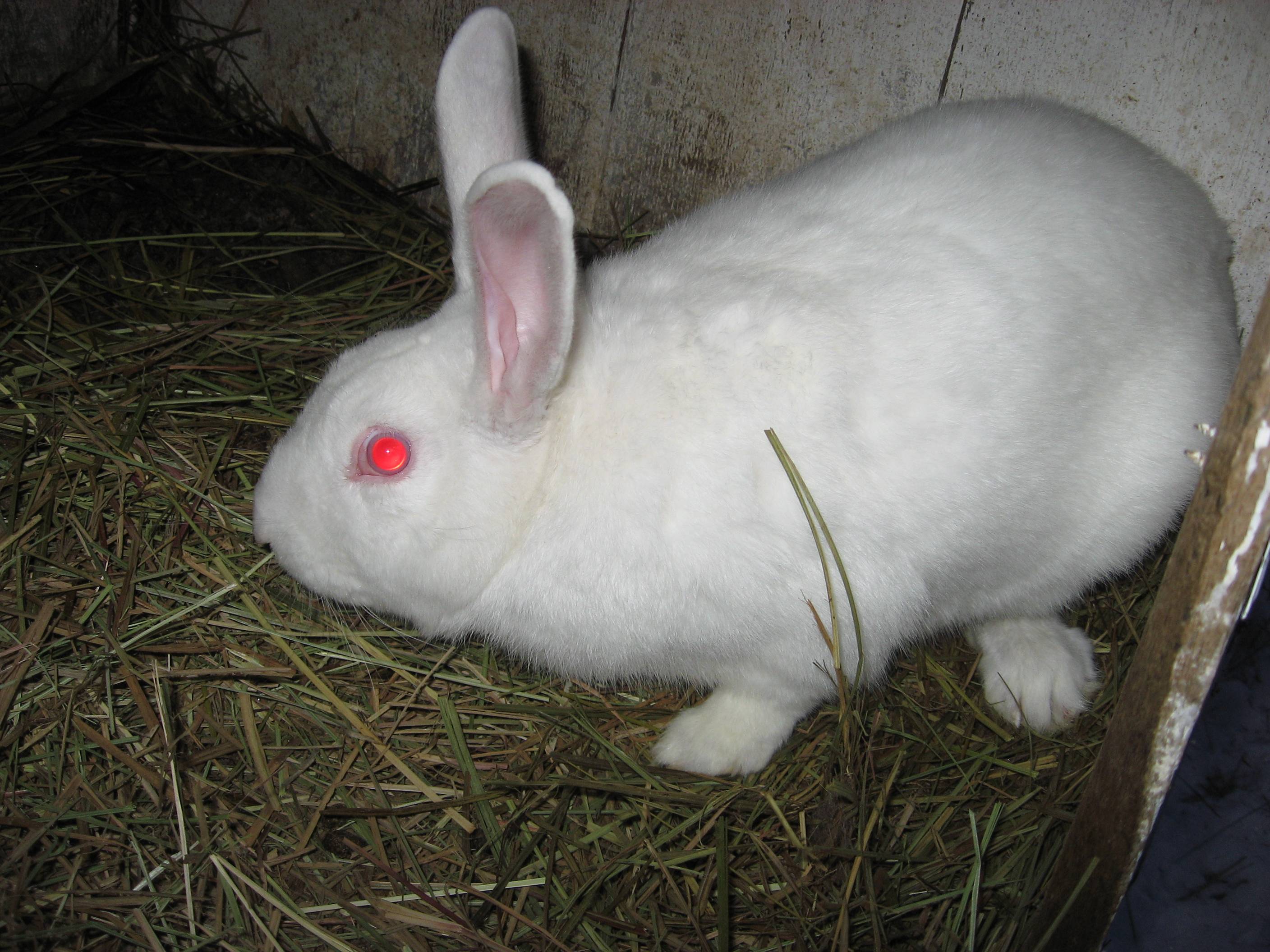 Кролик белый паннон: описание породы и характеристика - домашние наши друзья