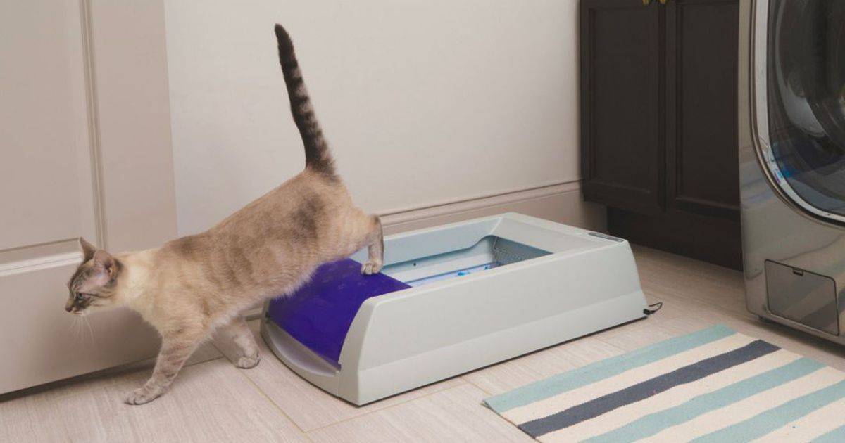 10 способов помочь кошке освоиться в новом доме