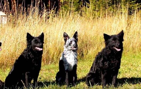 Породы самых редких пород в россии собака