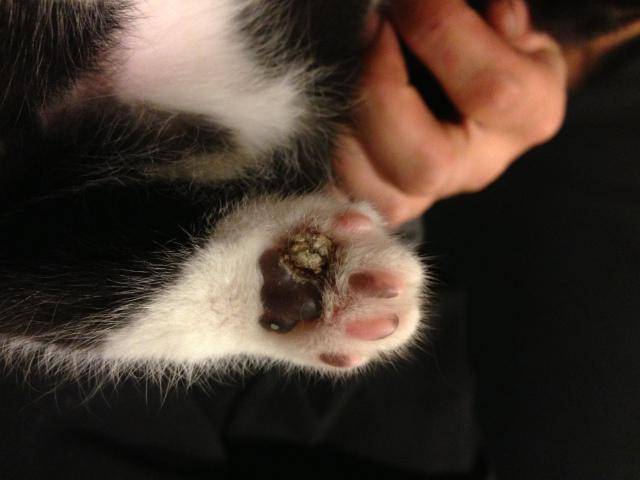 Эозинофильная гранулёма у кошек: что это, симптомы, профилактика и лечение