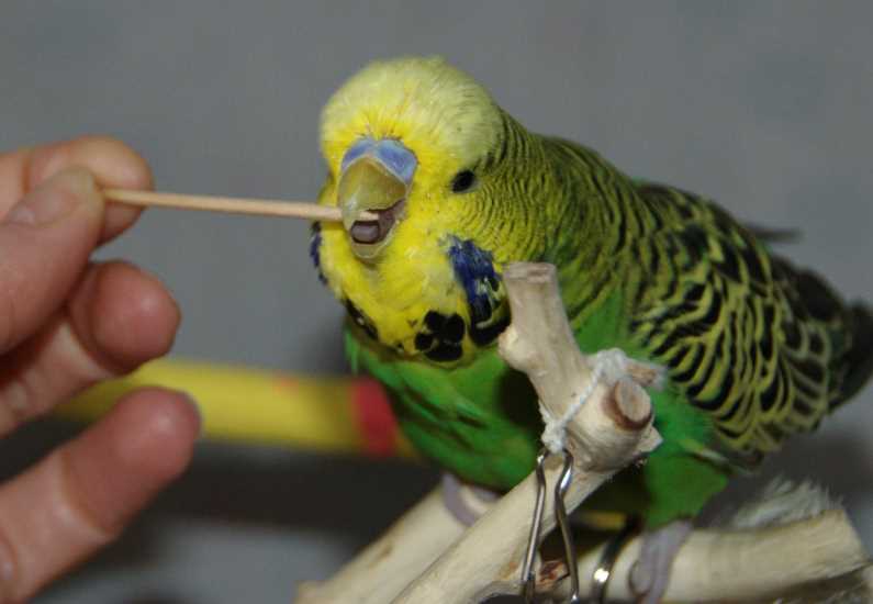 Какие фрукты можно давать волнистому попугаю. их польза и вред