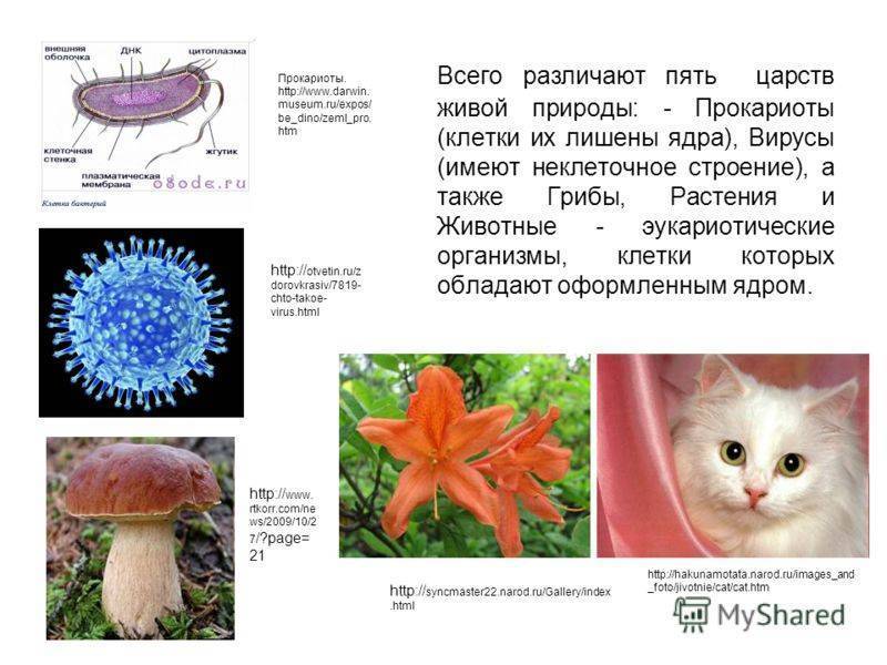 Породы кошек: описание всех видов и список с названиями по алфавиту