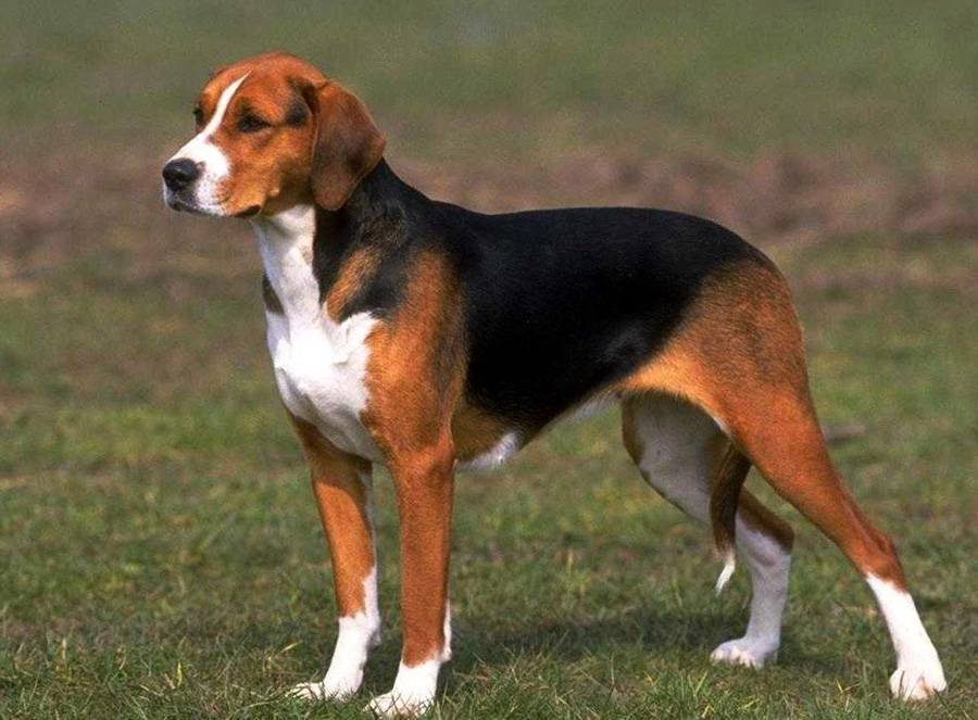 Американский фоксхаунд, american foxhound. фотография. характеристика породы. уход. дрессировка.