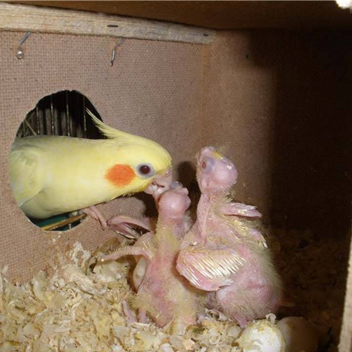 Выращивание цыплят несушек
