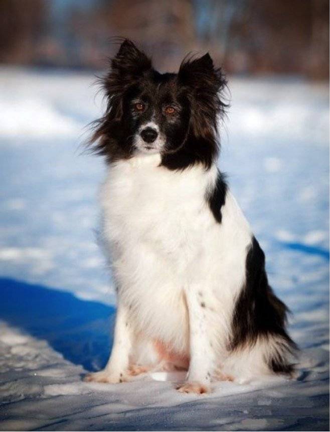 Ненецкая лайка (оленегонный шпиц) — фото, описание породы собак, особенности