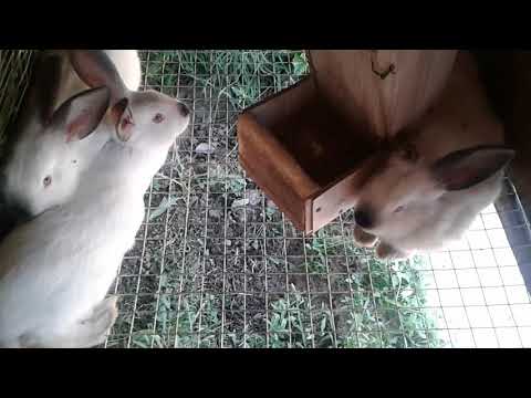Почему крольчиха съедает своих крольчат? чем кормить крольчиху после окрола? кролиководство
