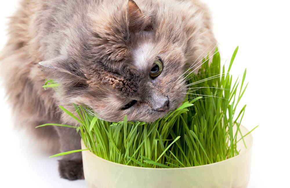 Кошачья трава. Травка для кошек. Травка для кошек пророщенная. Овес для кошек.