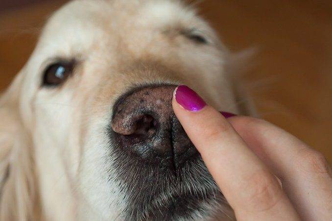 Важные сведения о собачьем носе: нормальный нос теплый или холодный