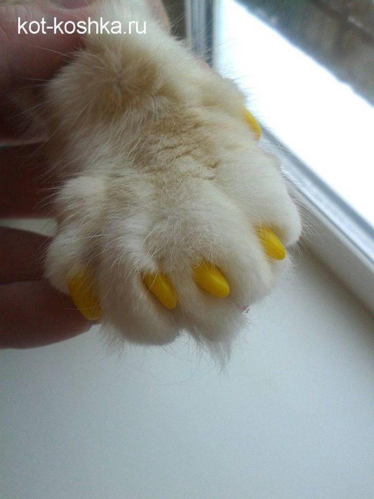 Вросший ноготь у кошки. Силиконовые ногти для кошек.