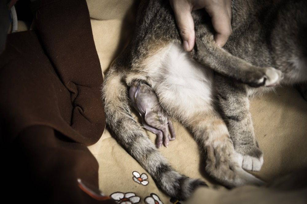Роды у кошки: что нужно, как рождаются котята, как помочь родить