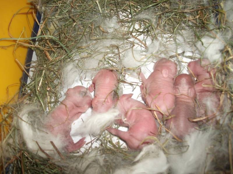 Рацион питания беременной крольчихи. чем кормить кормящих крольчих после окрола. окрол кроликов, подготовка и правила