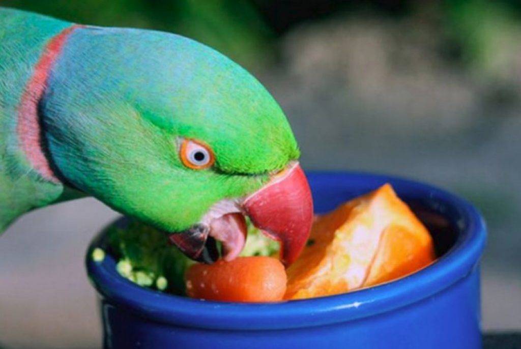 Ожереловые попугаи (48 фото): сколько живут индийские кольчатые попугаи? правила их содержания в домашних условиях. говорят ли они? как приручить ожерелового попугая?