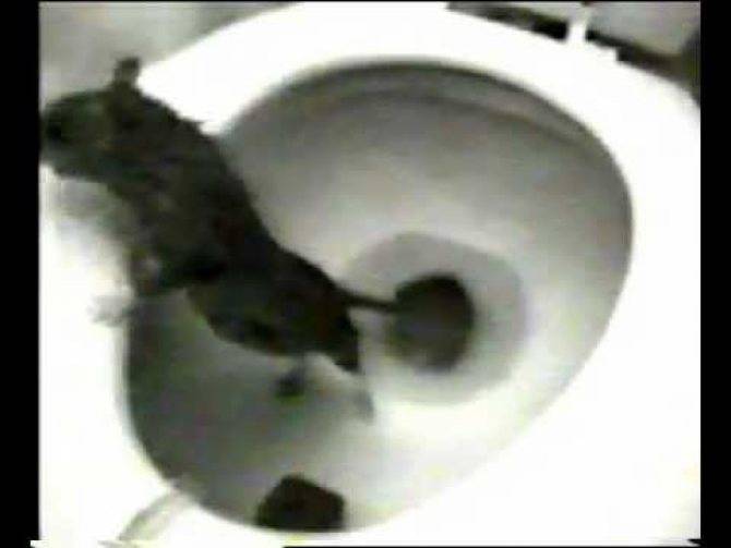 Может ли крыса вылезти из унитаза: взрыв канализации