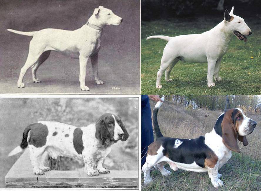 Самые древние породы собак в мире