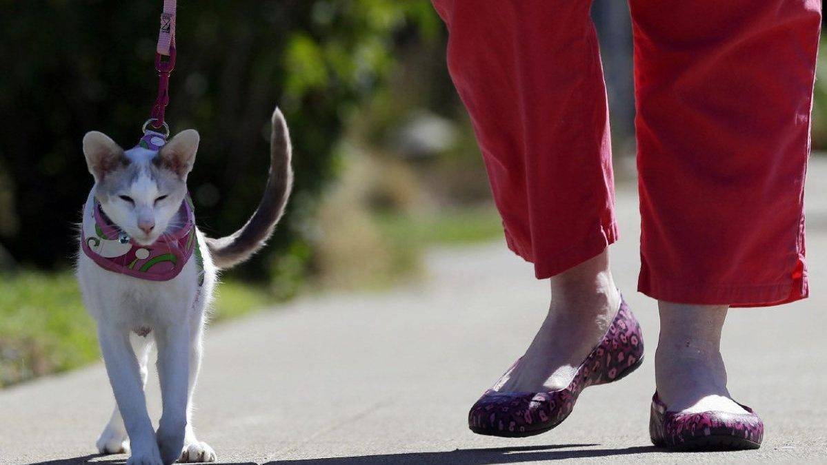 Прогулки с кошкой, как одеть ошейник и поводок