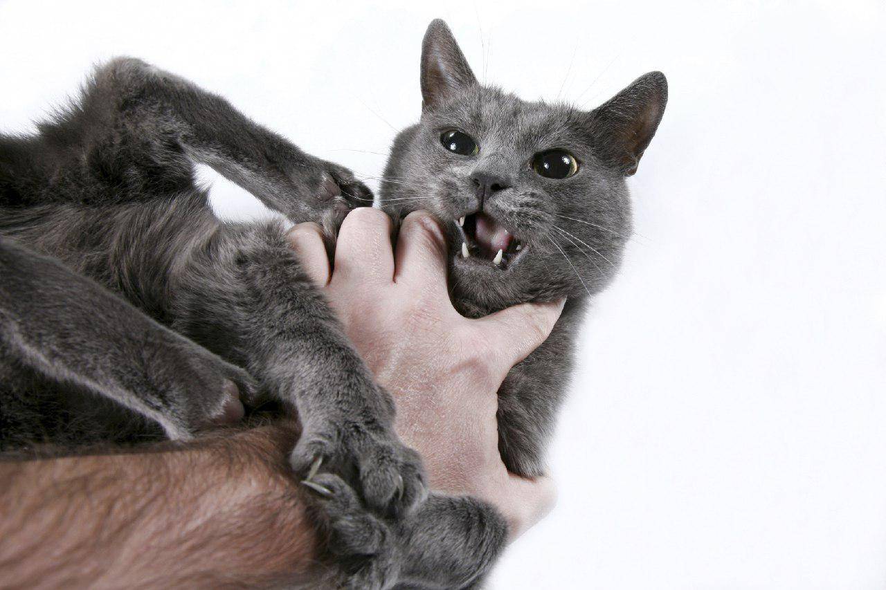 Как отучить котенка кусаться и царапаться: действенные методы