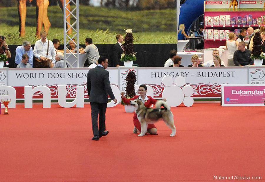 Чемпионат мира собак world dog show в 2022 году: место проведения