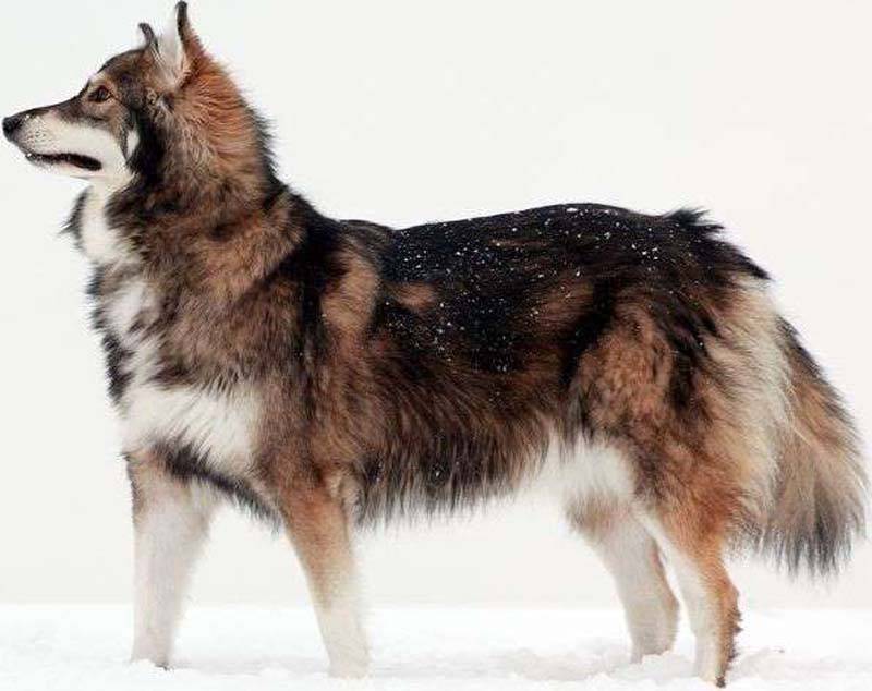 Гибрид собаки и волка — описание