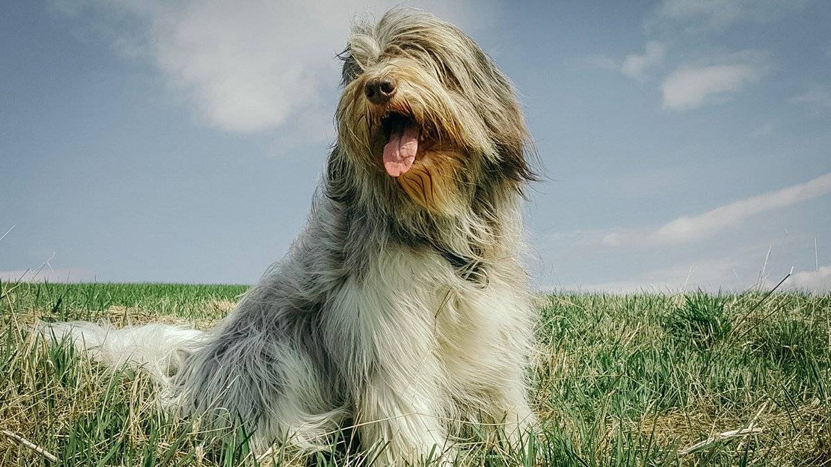 Характеристика породы польских подгалянских овчарок: особенности собак