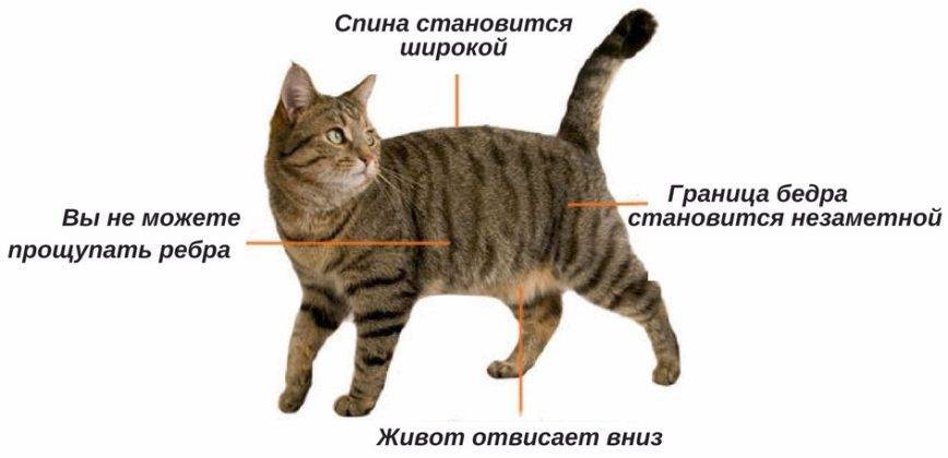 Ожирение у кошек: причины, лечение, анализы