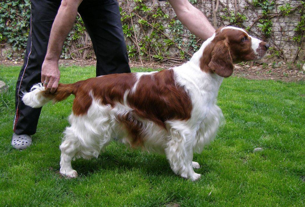 Английский спрингер спаниель: фото собаки и щенков, описание породы и уход