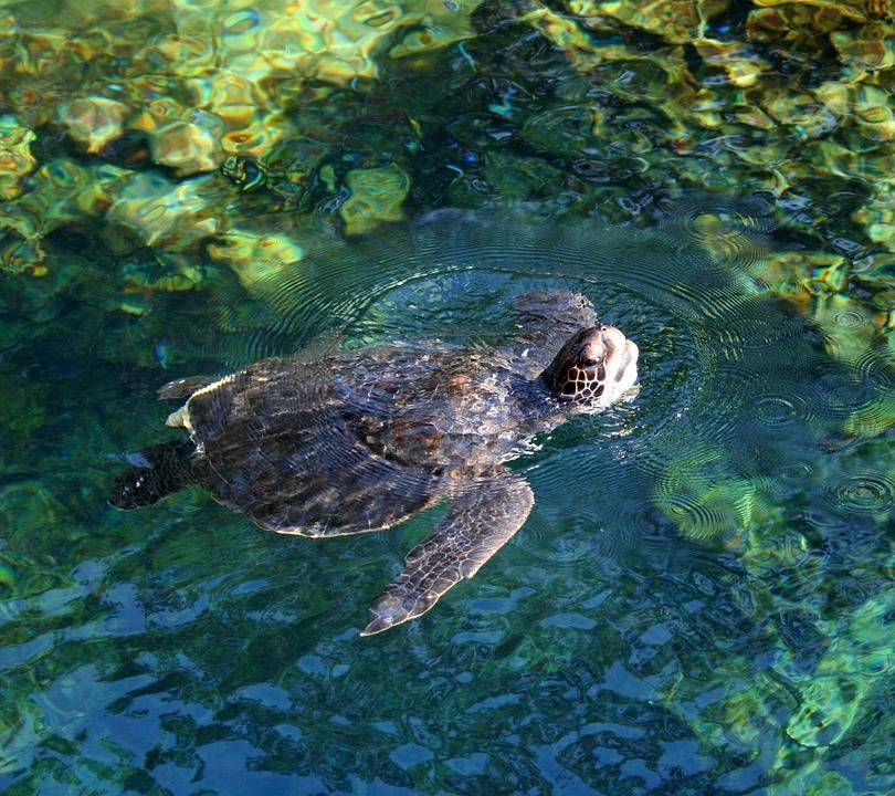 Как плавают черепахи