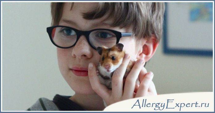 Аллергия на хомяка: механизм развития реакции, симптомы, лечение и профилактика