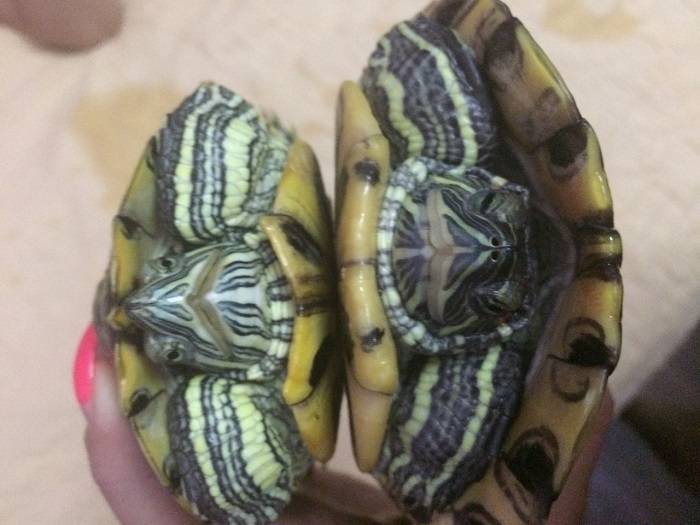 Красноухая черепаха: как определить пол. как определить пол у красноухих черепах (фото и видео)