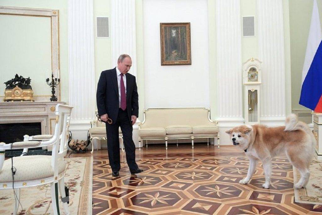Секреты сериала «пес»: а собаку-то подменили! - новости на kp.ua