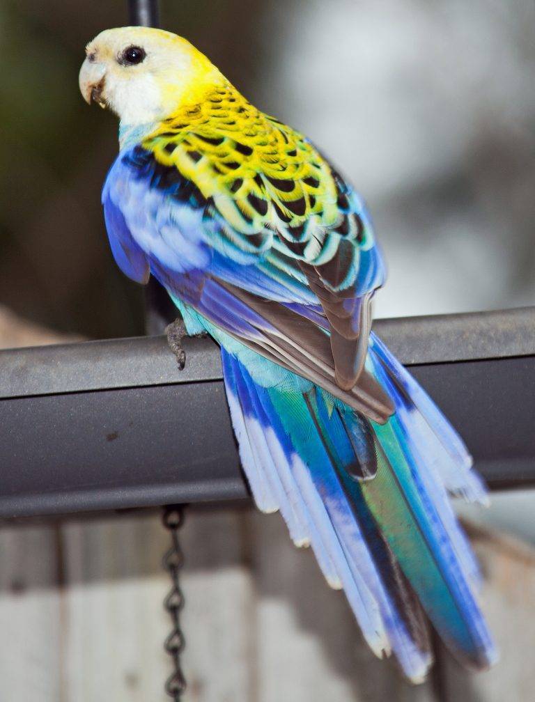 Все, что нужно знать о радужных волнистых попугаях